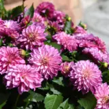 Dahlia Hypnotica Purple Bicolour P75dahhpb - Garden Express Australia