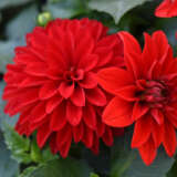 Dahlia Hypnotica Red P75dahhrd - Garden Express Australia