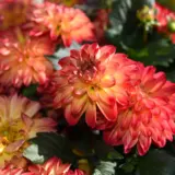 Dahlia Hypnotica Tequila Sunrise P75dahhts - Garden Express Australia