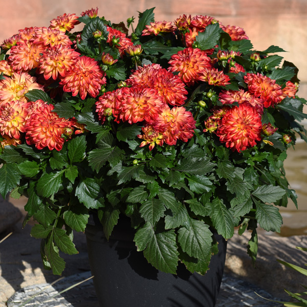 Dahlia Hypnotica Tequila Sunrise