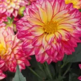 Dahlia Hypnotica Tropical Breeze P75dahhtb - Garden Express Australia