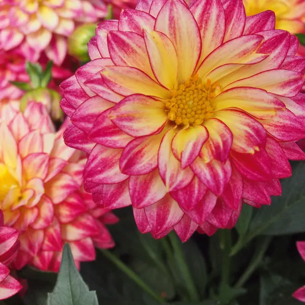 Dahlia Hypnotica Tropical Breeze Dahlia Hypnotica Tropical Breeze