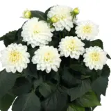 Dahlia Hypnotica White P75dahhwh - Garden Express Australia