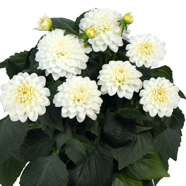 Dahlia Hypnotica White