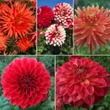 Dahlia Merlot Sunset Collection 2025 Coldahmsu - Garden Express Australia