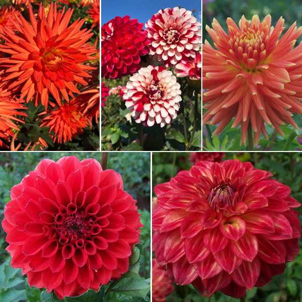 Dahlia Moscato Magic Collection