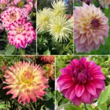 Dahlia Moscato Magic Collection 2025 Coldahmmg - Garden Express Australia