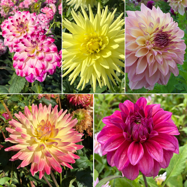 Dahlia Moscato Magic Collection Dahlia Moscato Magic Collection