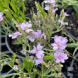 Dampiera Pink Whisper P14dampwh - Garden Express Australia