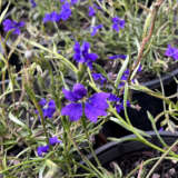 Dampiera Violet Princess P14damvpr - Garden Express Australia