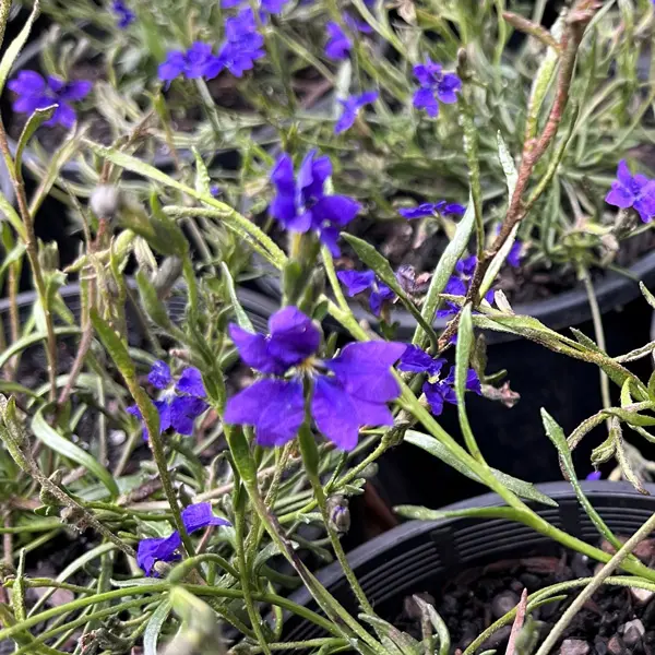 Dampiera Violet Princess