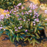 Dendrobium Orchid Pink Pladorpin - Garden Express Australia