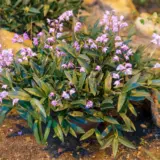 Dendrobium Orchid Pink Pladorpin - Garden Express Australia