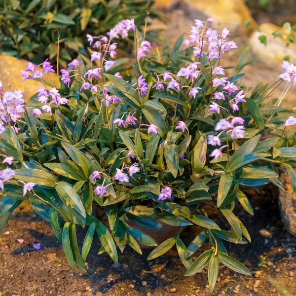 Dendrobium Orchid Pink