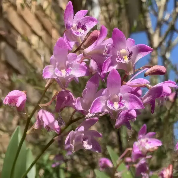 Dendrobium Orchid Pink