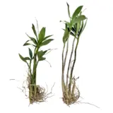 Dendrobium Orchid Pink Dendrobium Orchid Pink