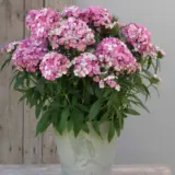 Dianthus Dart Pink Magician P68diadpm - Garden Express Australia