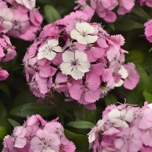 Dianthus Dart Pink Magician