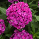 Dianthus Dart Purple Dianthus Dart Purple