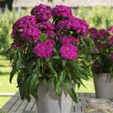Dianthus Dart Purple P68diadpp - Garden Express Australia
