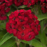Dianthus Dart Raspberry