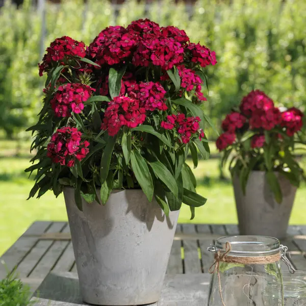 Dianthus Dart Raspberry
