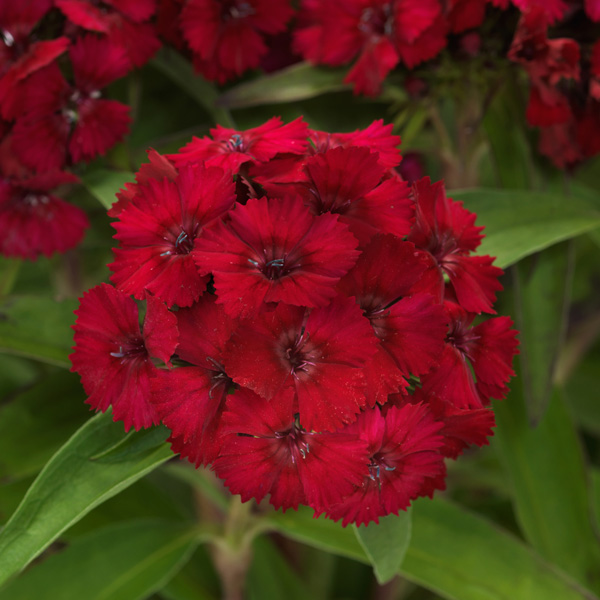 Dianthus Dart Raspberry