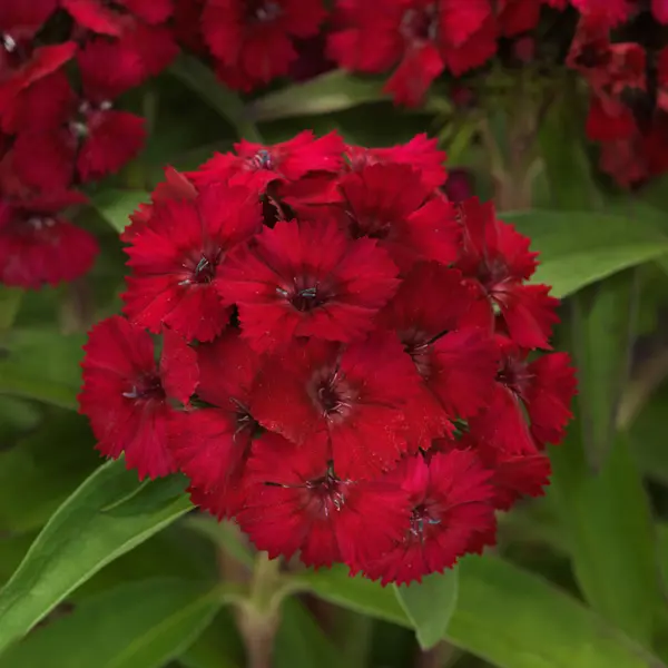 Dianthus Dart Raspberry