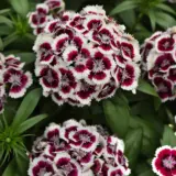 Dianthus Dart Red White Picotee Dianthus Dart Red White Picotee