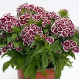 Dianthus Dart Red White Picotee P68diadrw - Garden Express Australia