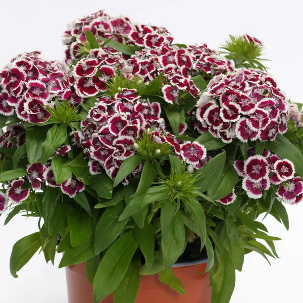 Dianthus Dart Red White Picotee