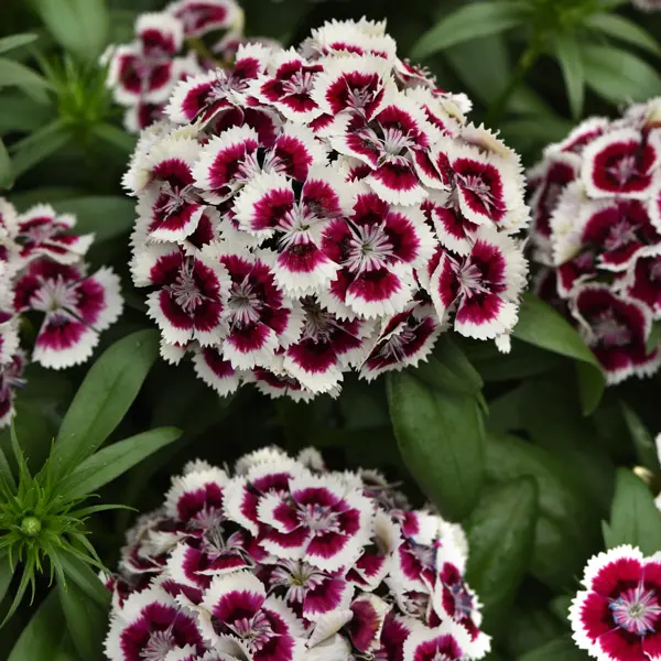 Dianthus Dart Red White Picotee