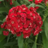 Dianthus Dart Scarlet Dianthus Dart Scarlet