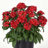 Dianthus Dart Scarlet P68diadsc - Garden Express Australia