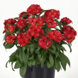 Dianthus Dart Scarlet P68diadsc - Garden Express Australia