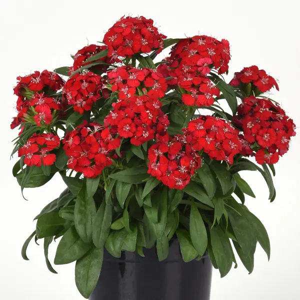 Dianthus Dart Scarlet