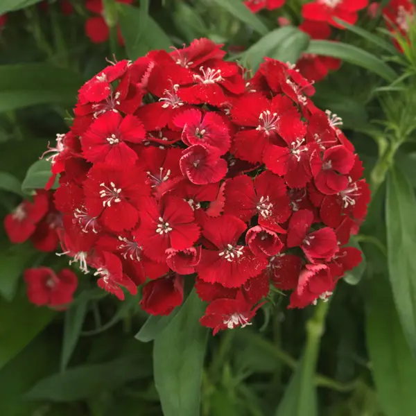 Dianthus Dart Scarlet