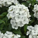 Dianthus Dart White Dianthus Dart White