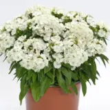 Dianthus Dart White P68diadwh - Garden Express Australia