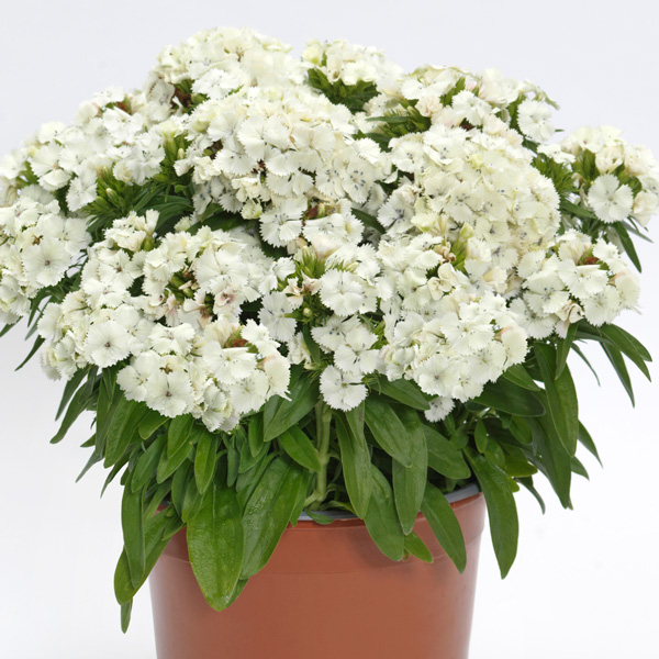 Dianthus Dart White