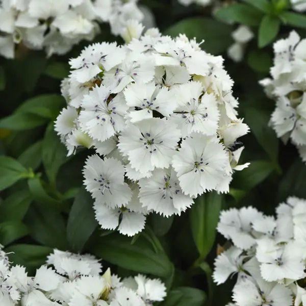 Dianthus Dart White