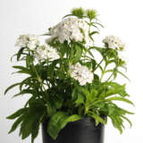 Dianthus Dash White