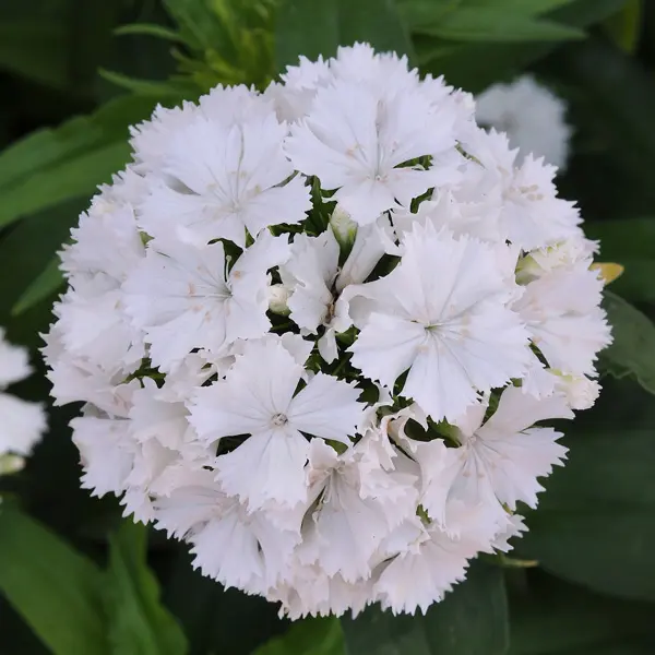 Dianthus Dash White