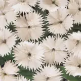 Dianthus Ideal Select White Dianthus Ideal Select White