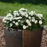 Dianthus Ideal Select White P68diaisw - Garden Express Australia
