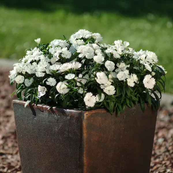 Dianthus Ideal Select White