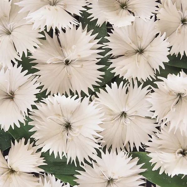 Dianthus Ideal Select White