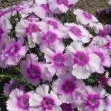 Dianthus Lavender - Garden Express Australia
