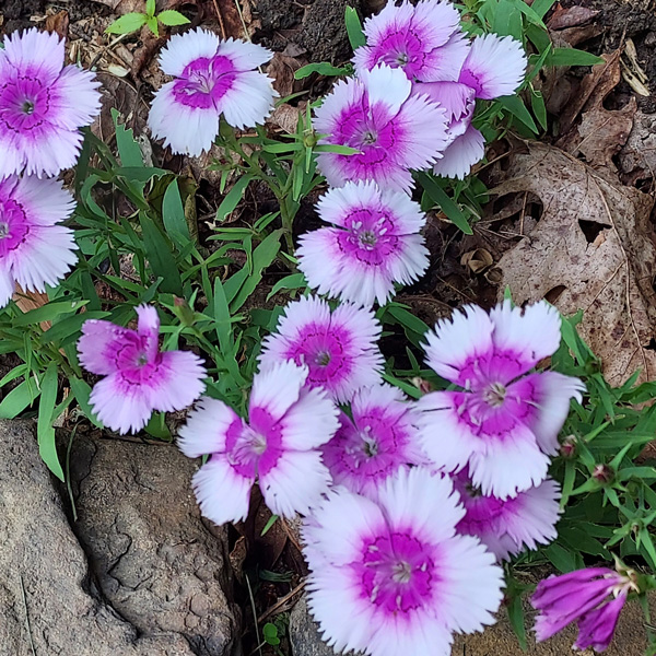 Dianthus Lavender