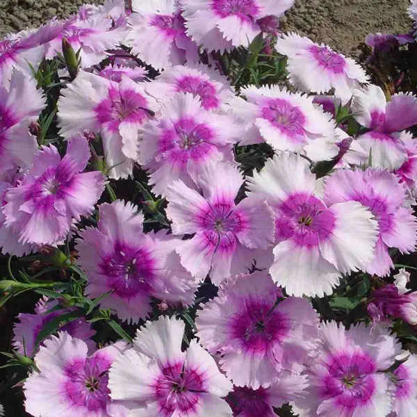 Dianthus Lavender